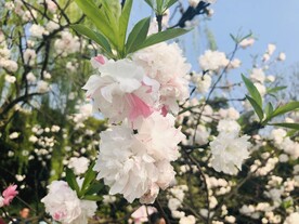 碧桃花