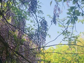 紫藤萝