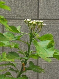 山楂花