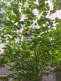 绿叶 树叶 