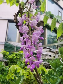 紫藤花
