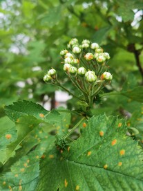 山楂花
