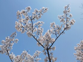 樱花枝头