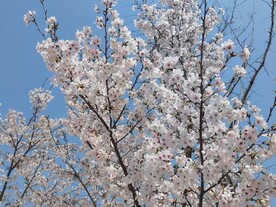 江户樱花