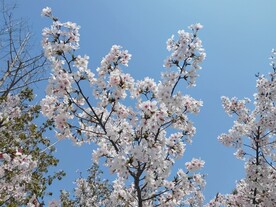 樱花花朵