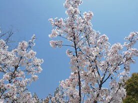 白色樱花