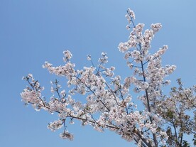 东京樱花