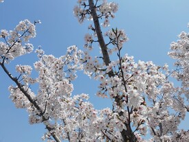 樱花枝头