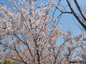 樱花盛开