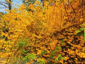 连翘花开