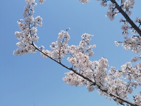一枝樱花