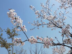 樱花枝头