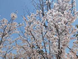 白色樱花盛开