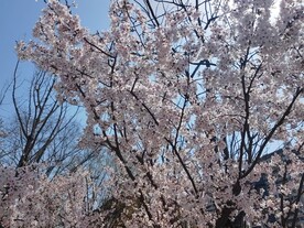 白色樱花