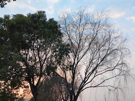 柳树剪影