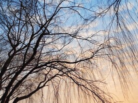 柳树晚霞