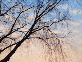 落叶柳树