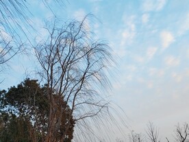柳树剪影