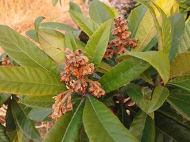 枇杷花
