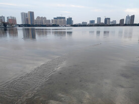 湖面野鸡飞过
