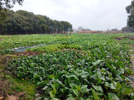 农村菜地