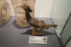 绿头鸭