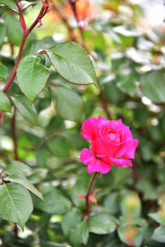 月季花