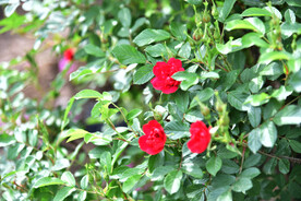 月季花