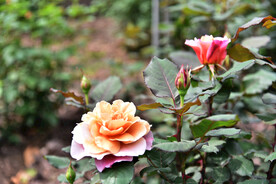 月季花