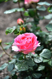 月季花