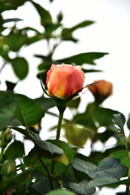 月季花