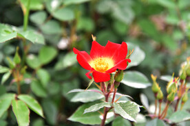 月季花