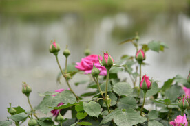 月季花