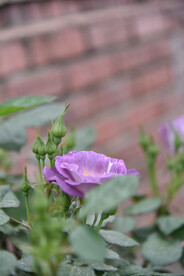 月季花