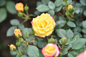 月季花