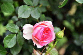 月季花