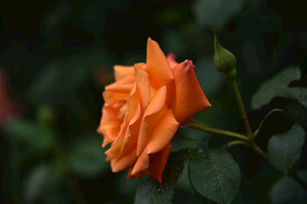 月季花