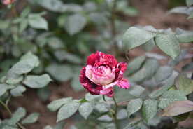 月季花