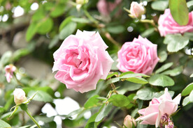 月季花