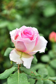 月季花