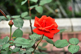 月季花