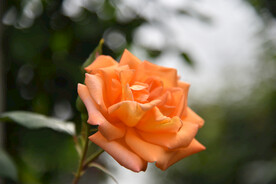 月季花