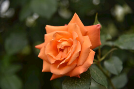 月季花