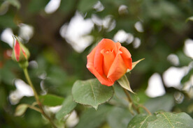 月季花