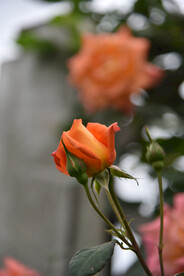 月季花