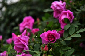 月季花