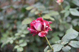 月季花