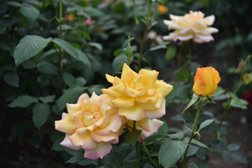 月季花