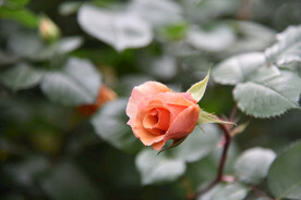 月季花