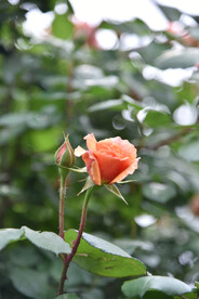 月季花